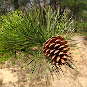 Scent of a Pine