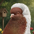 RLyhpVHC5E0-channel-avatar-Fancy Pigeon TV