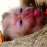 aBTd7HFKhcQ-channel-avatar-All Baby Monkeys