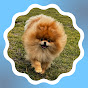 Pets2Walk logo
