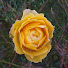 YPLHCS_pGOE-channel-avatar-ThePetalPedlar
