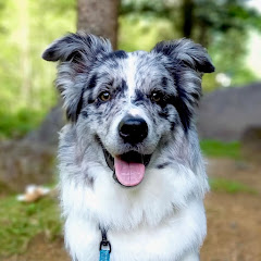 Bordercollieとぺぇーさん家アイコン画像