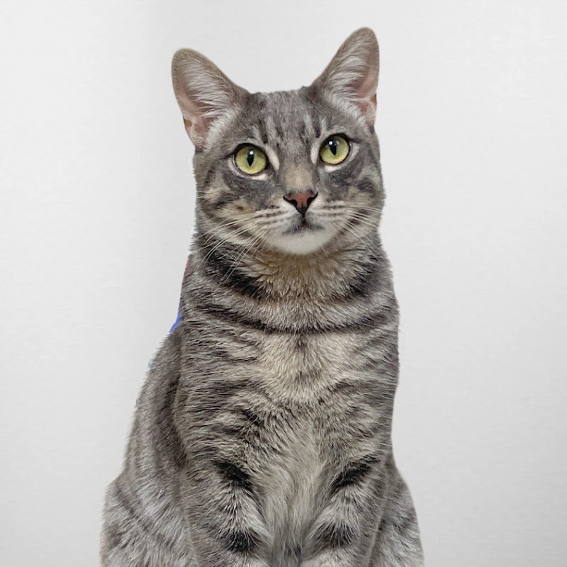 Copernicus Sylvester