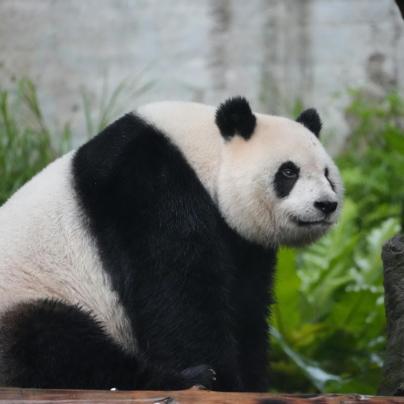 pandatv