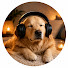 EDW3kSFEmI4-channel-avatar-Dog Healing Music