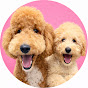 삐용이 - 스탠다드푸들 성장기록