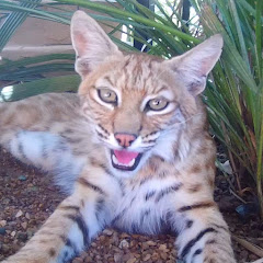 Desert Critters of Arizona