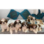 PUPPY GANG(shih tzu family TESSA BANGLORE)