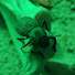 Lqiv_SMpeHQ-channel-avatar-fishbones
