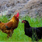 trap wild chickens, make chicken traps