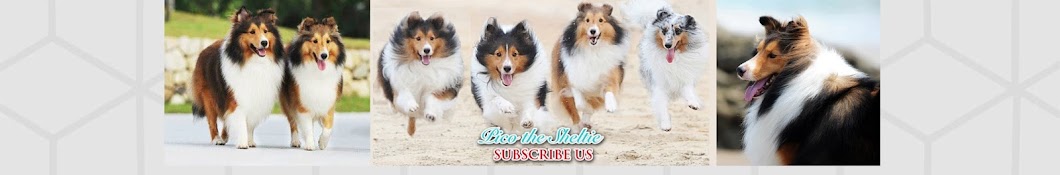 Pico the Sheltie YouTube channel avatar