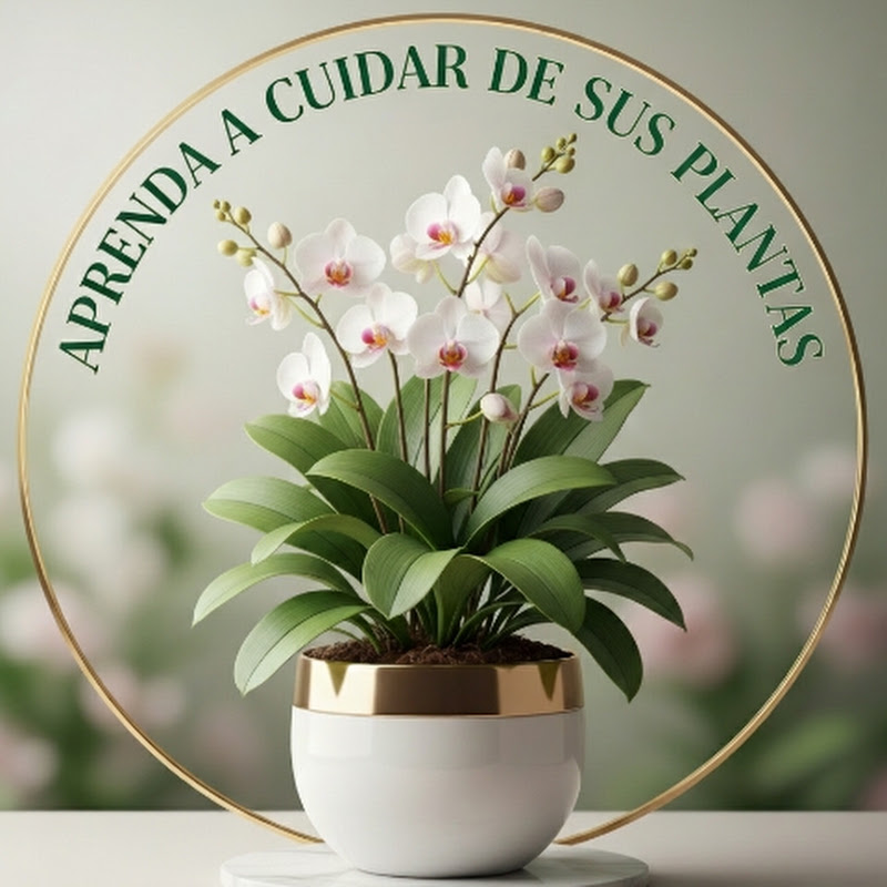 Aprenda a Cuidar sus Plantas