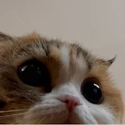 三毛猫こむぎ