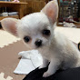 チワワのミミちゃん日記 / Chihuahua Mimi's Diary