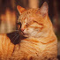 2Y1M_u7zyoU-channel-avatar-怠けた茶色い猫