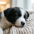 NXSncDVLrcE-channel-avatar-DreamDog Music