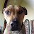 @DataAndDogs