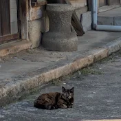 猫目猫科