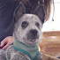 DX-SBdBrwB4-channel-avatar-No Thunder For The Doggos