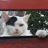 Автор