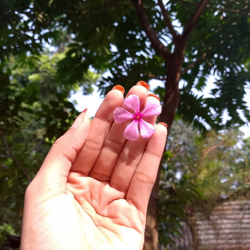 ঝগড়াইটা'স