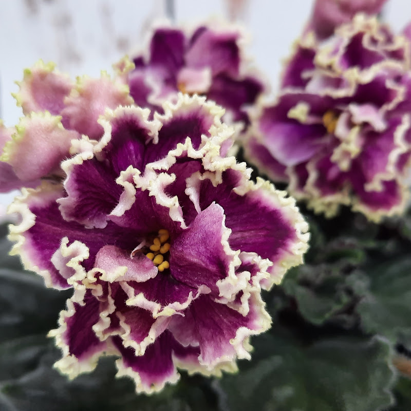 Путь цветущей Фиалки Logo