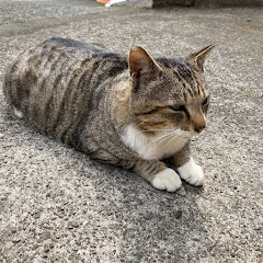 Movie Corectionアイコン画像