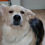 Yuri The dramatic dog :D