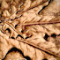 RJvFeVCx3zs-channel-avatar-Scorched Earth Creations