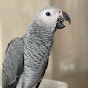 Bibi Parrot