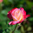 @sinnazoo