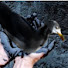 x6SKIE3fyDQ-channel-avatar-oiledseagull33