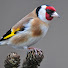Pchm8Cguphc-channel-avatar-Bird Song Aviary