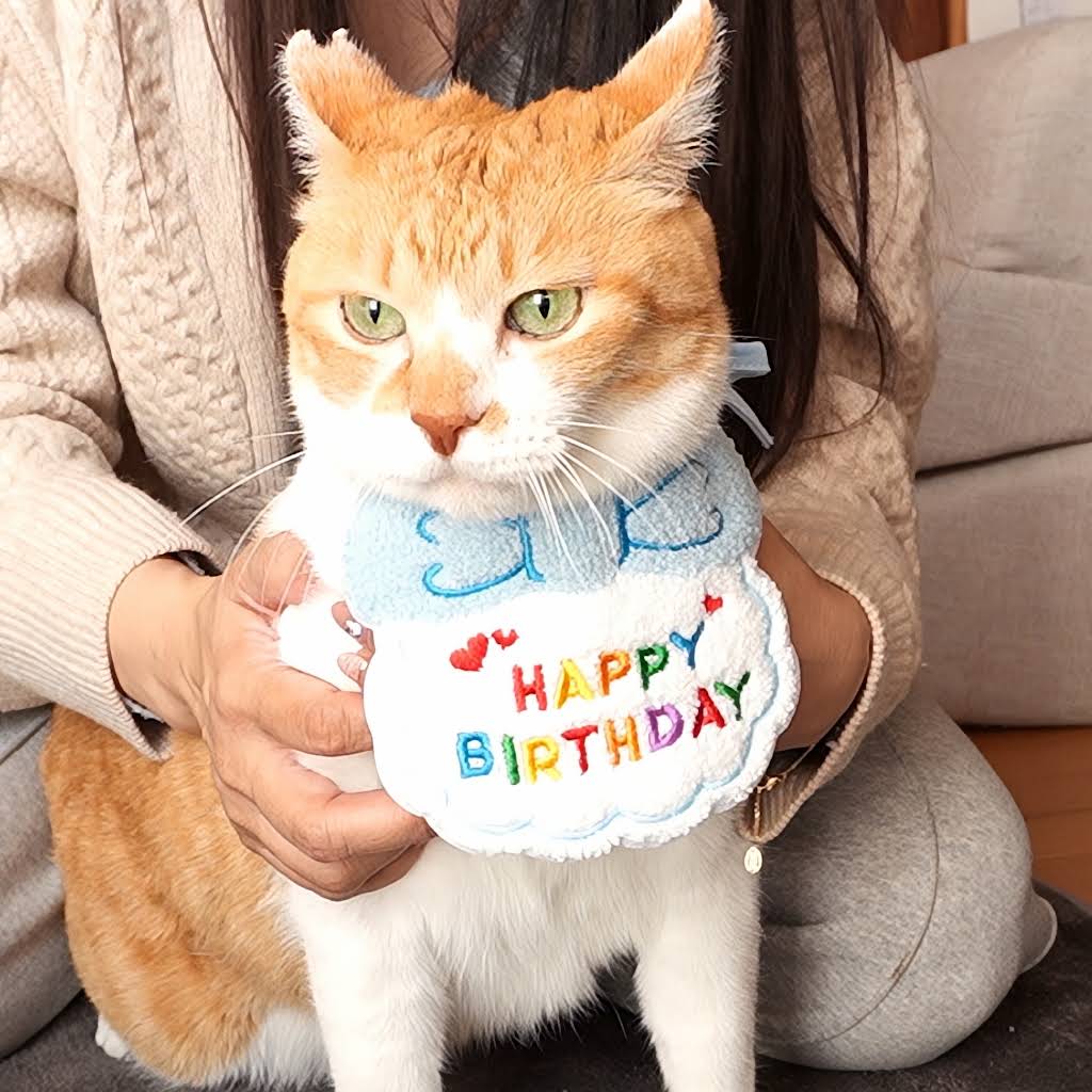 ChaCha: The Former Stray Cat - YouTube