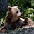 @BearPig-r3c