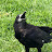 Love For Crows Wildlife