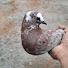 37z1RBE2fJ4-channel-avatar-Karma pigeons 