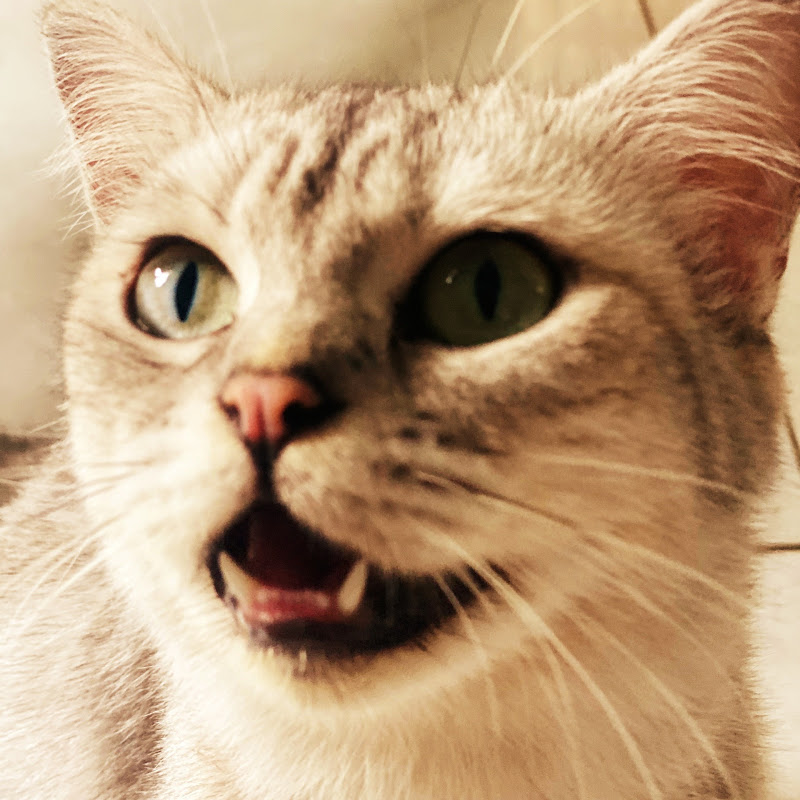 Cmontoute Pets