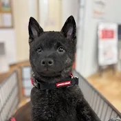甲斐犬ハク