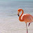 Flamingo123e