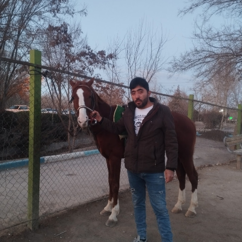 شیران زاگرس نشین