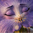 0IAfyzFHUQI-channel-avatar-Alhex14