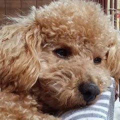 りつん_Ritun 【3万人目標】