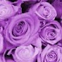 Purple Roses - @purpleroses547 YouTube Profile Photo