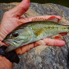 Black Bass Talk