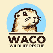 Waco Wildlife Rescue