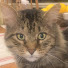 LNHr7pzgLks-channel-avatar-Cat Grab
