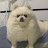 @Oddeye-dog