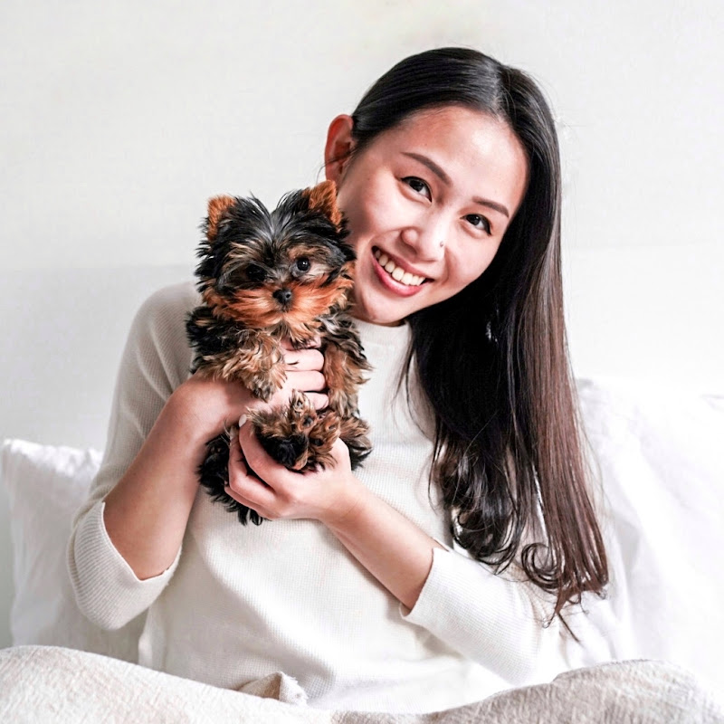 Yuzu the Yorkie (Official Account)
