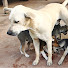 sFwr3zNPc1A-channel-avatar-Homeland Dogs 